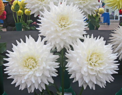 Dahlia ' B. J. BEAUTY '  (M.D.)   Clarke  UK  1976   NDS Show, Shepton Mallet 2010   (David Brown)